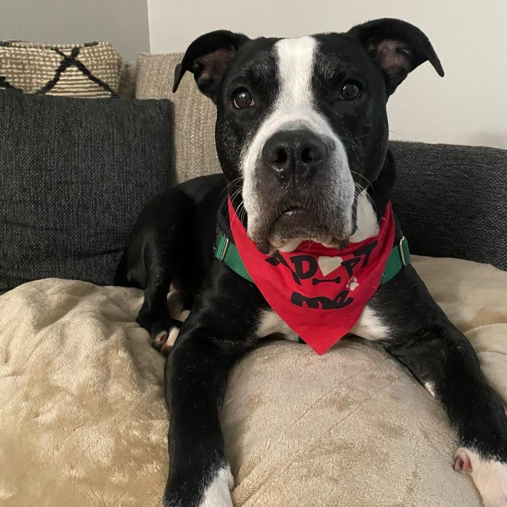 Stella