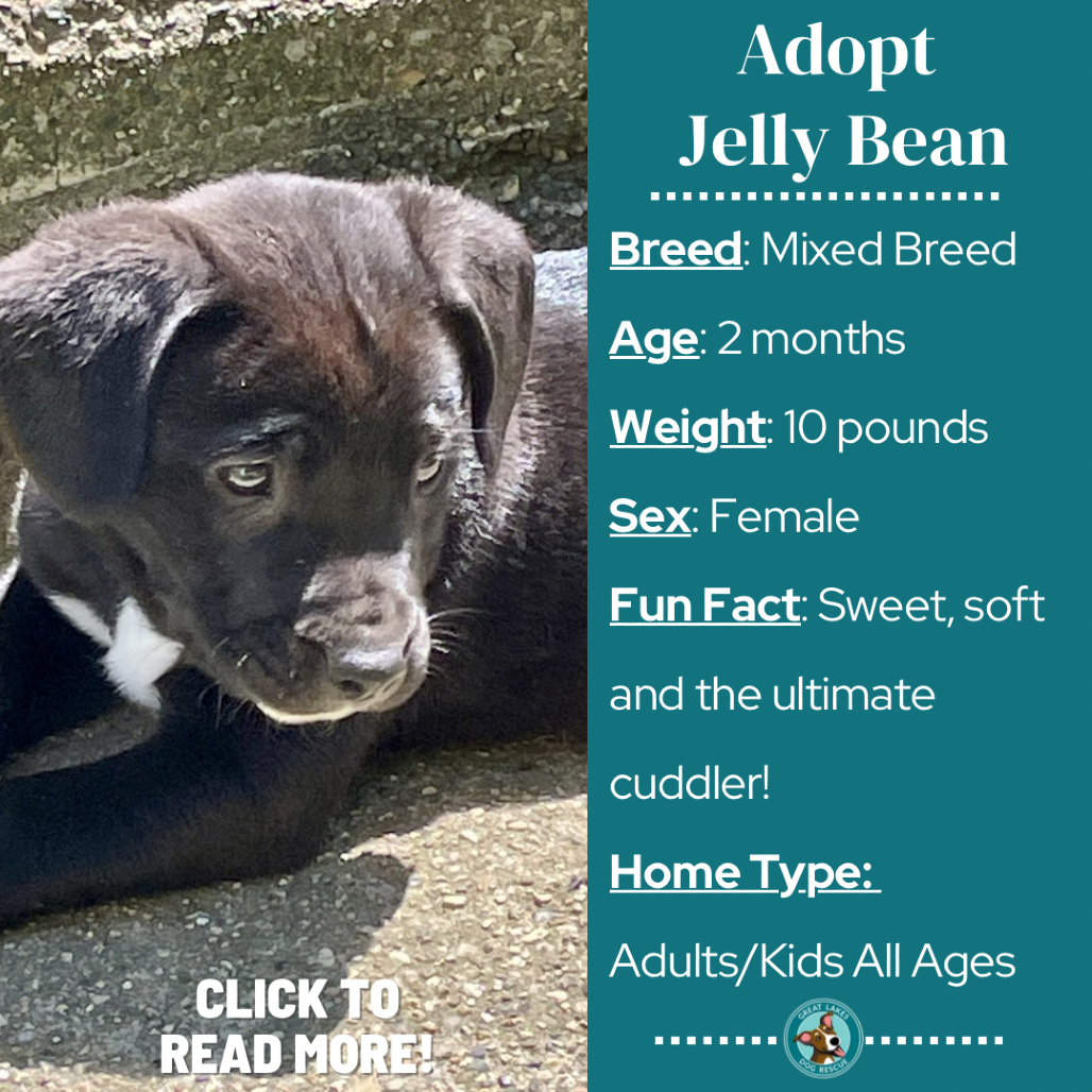 JellyBean