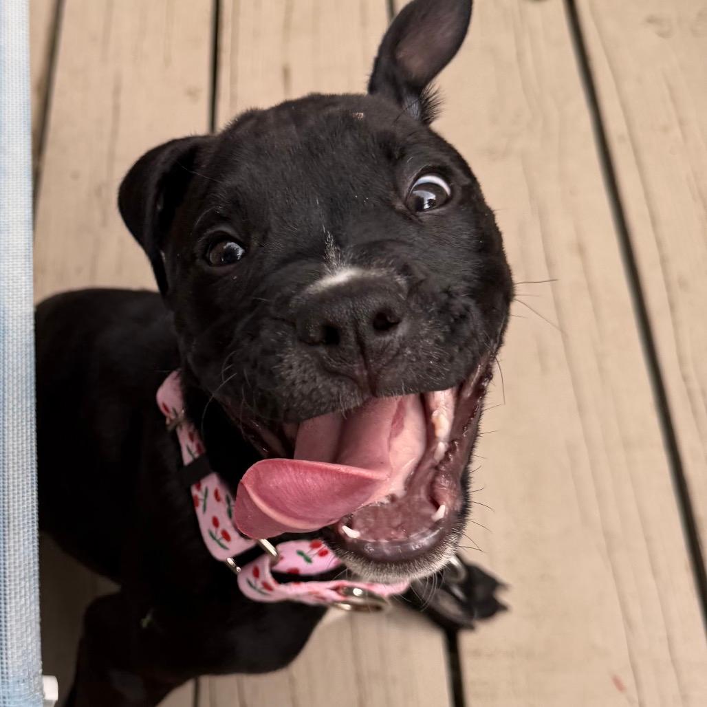 Gemma