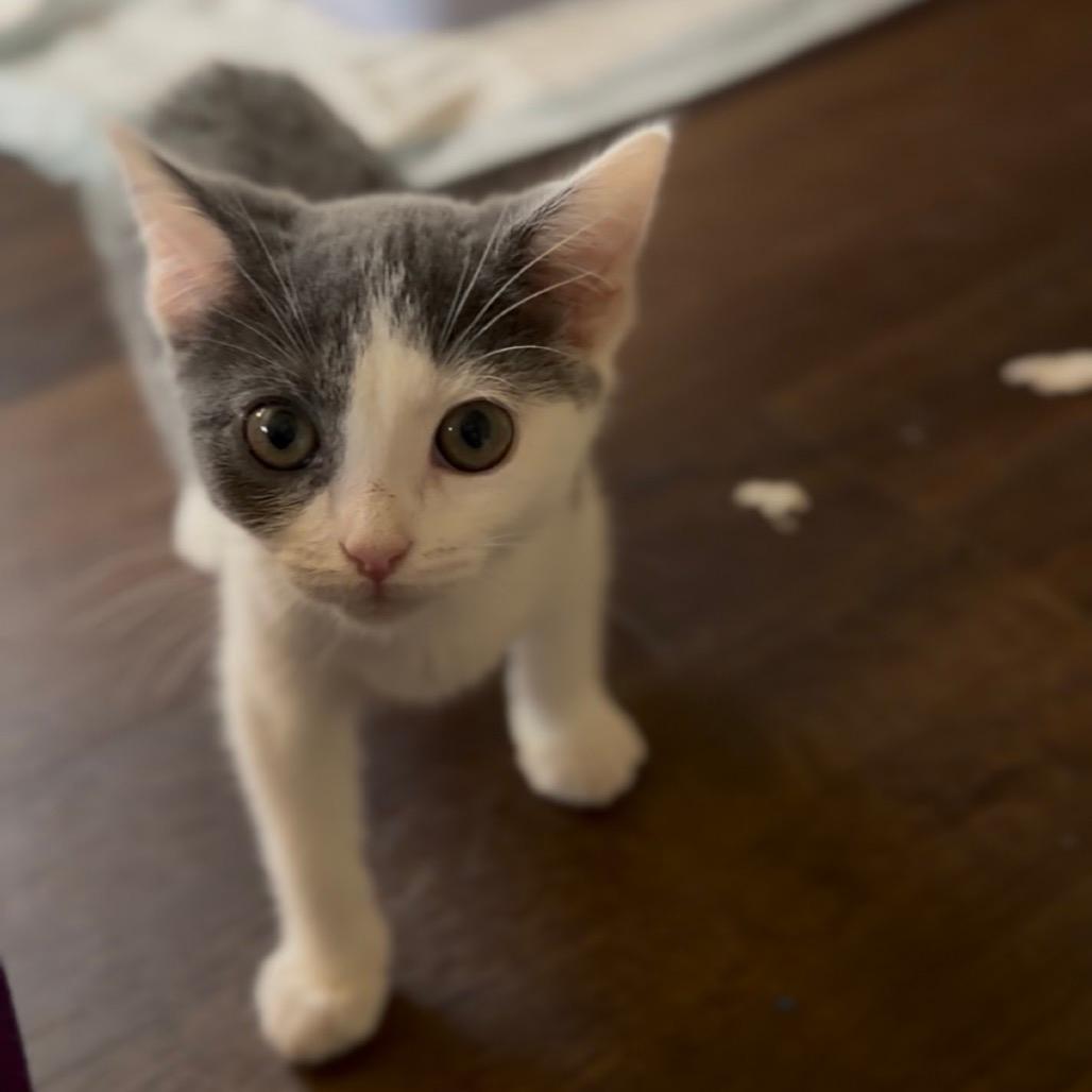 Frankie