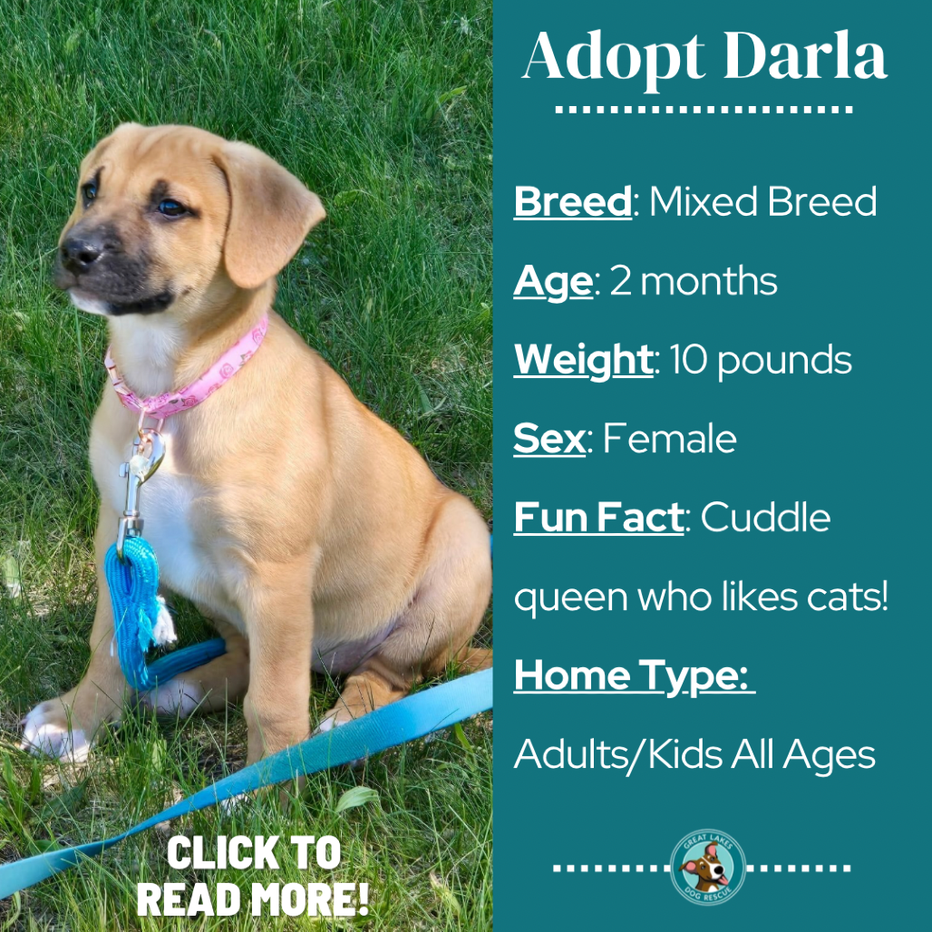 Darla