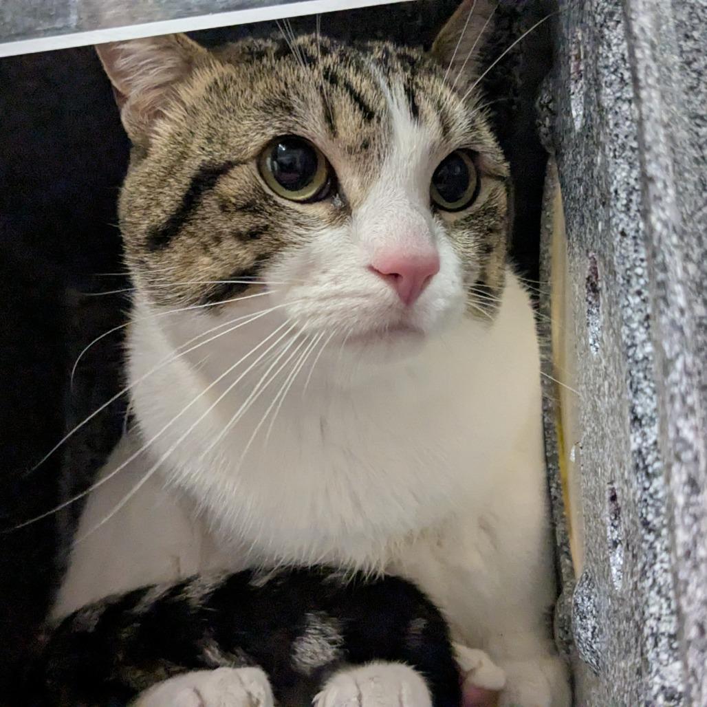 WORKING CAT Beans