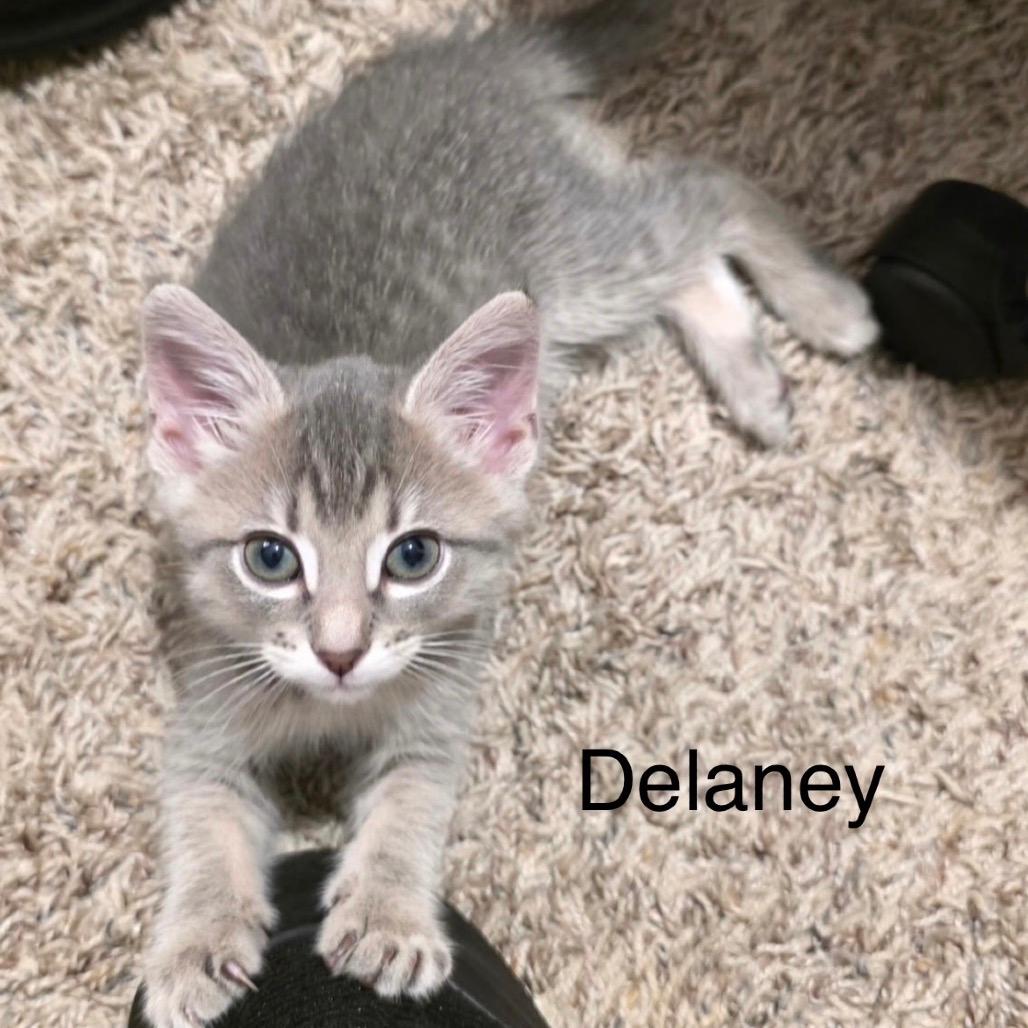 Delaney