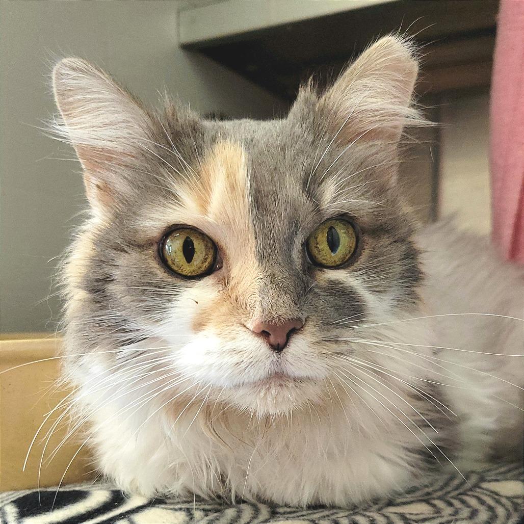 Miss Kitty