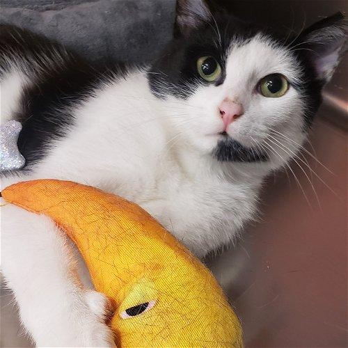 Adoptable Cats & Kittens in Chicago, IL