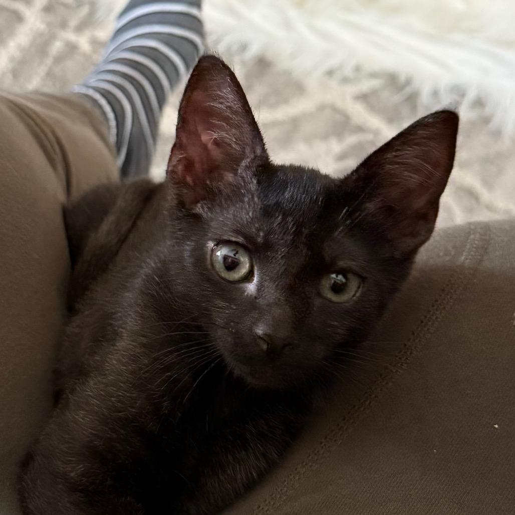Jaden (Home Adoption)