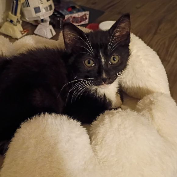 Naboo (Cat Cafe Adoption)