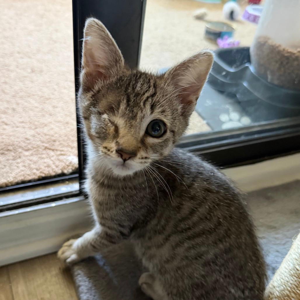 Blueberri (cat café adoption)
