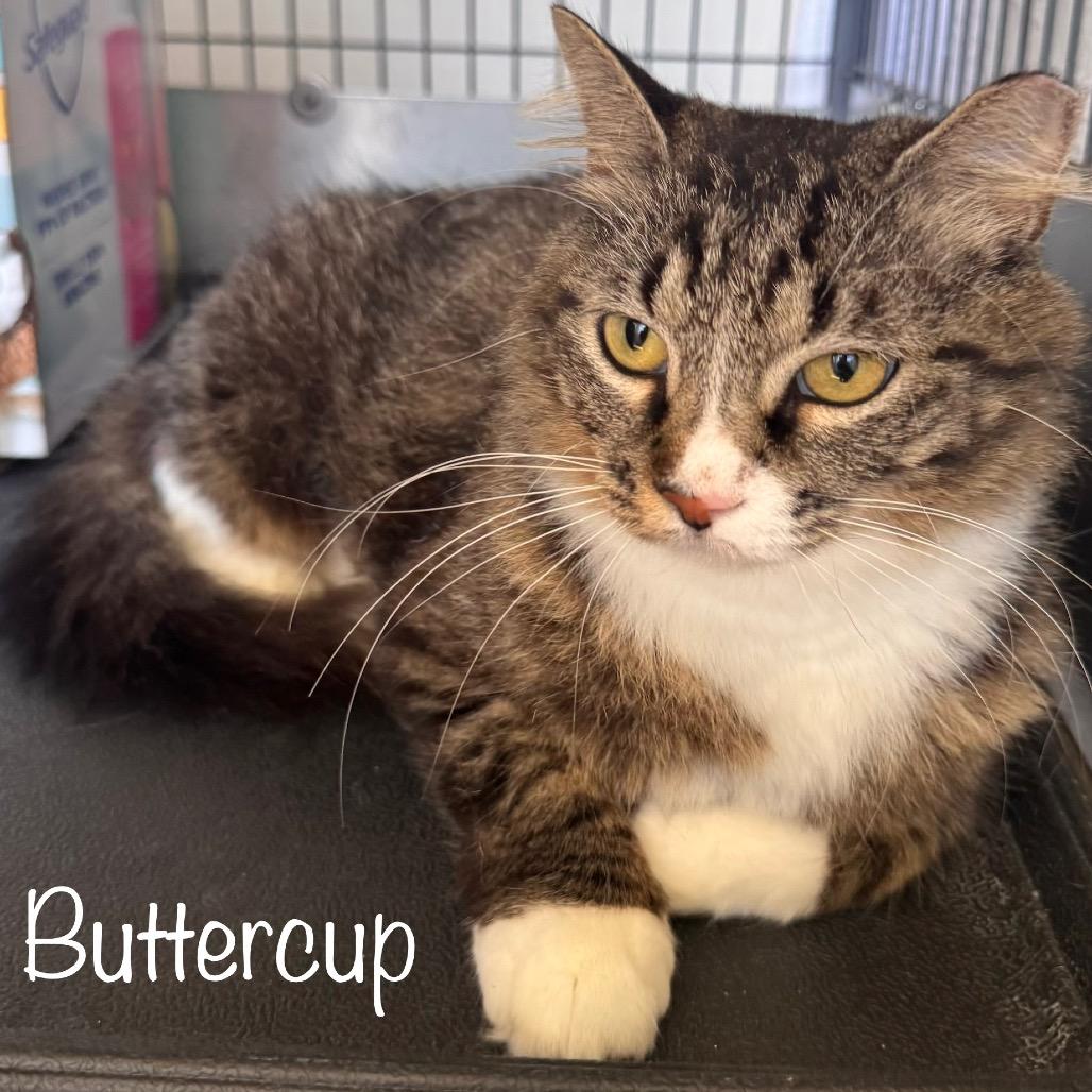 Buttercup