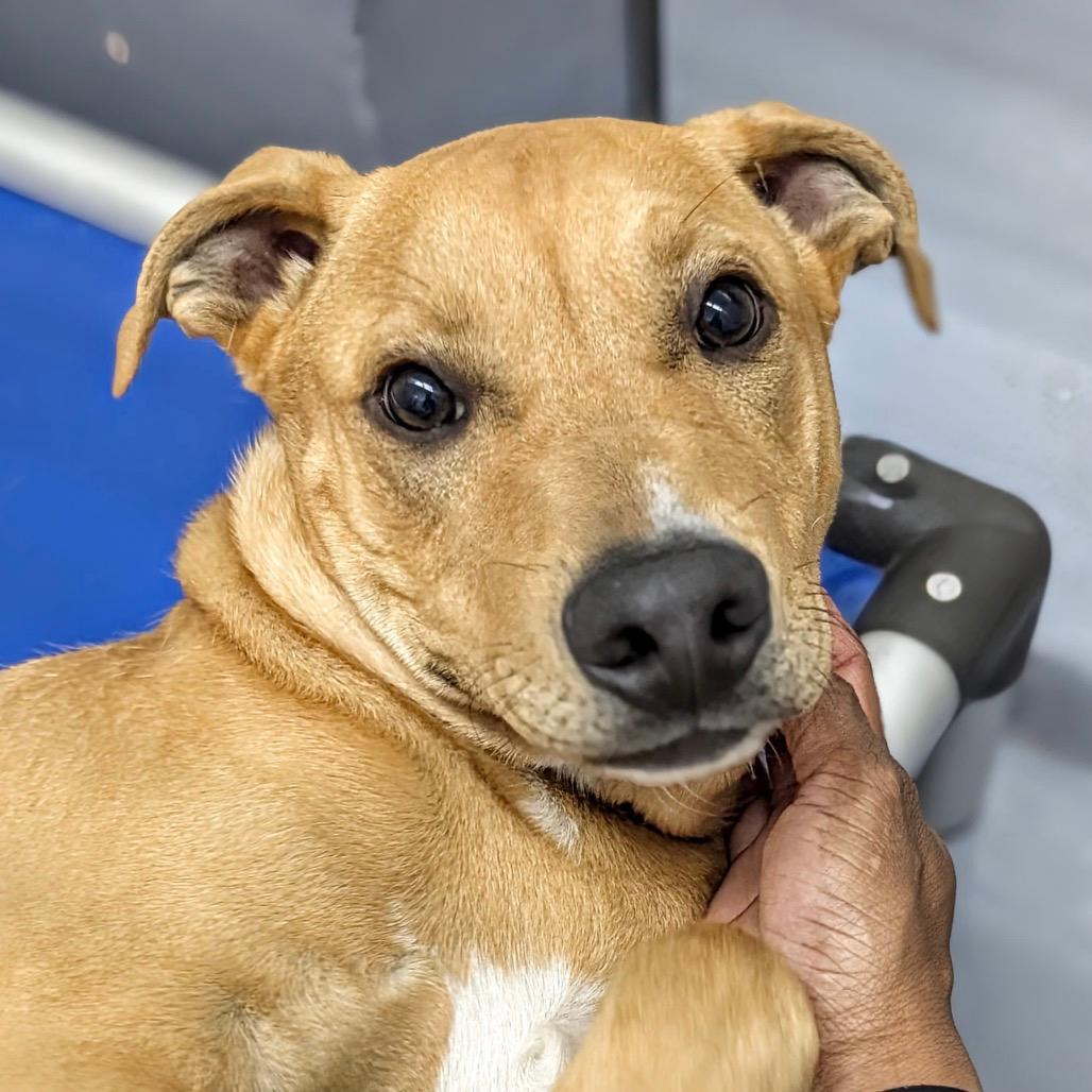Forrest (puppy) - ECAS