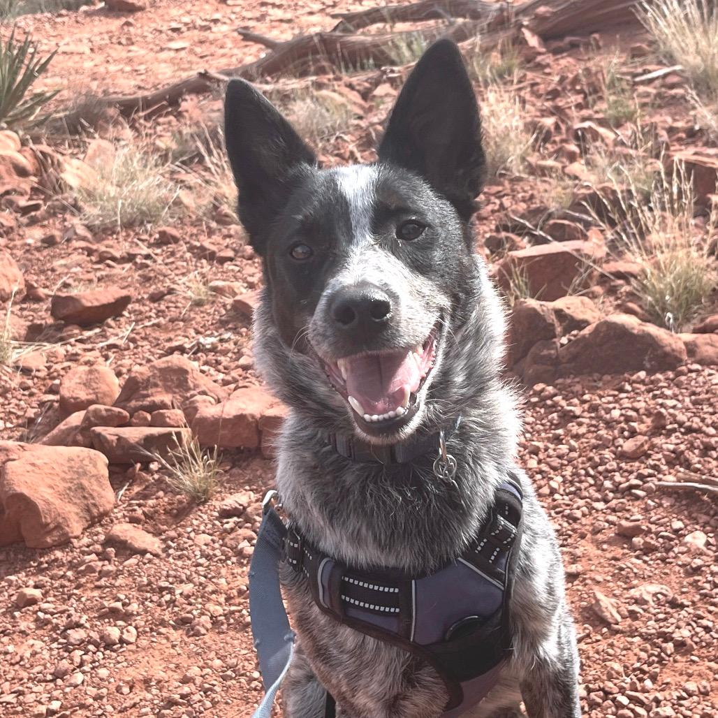 Ozzie (Courtesy Listing)