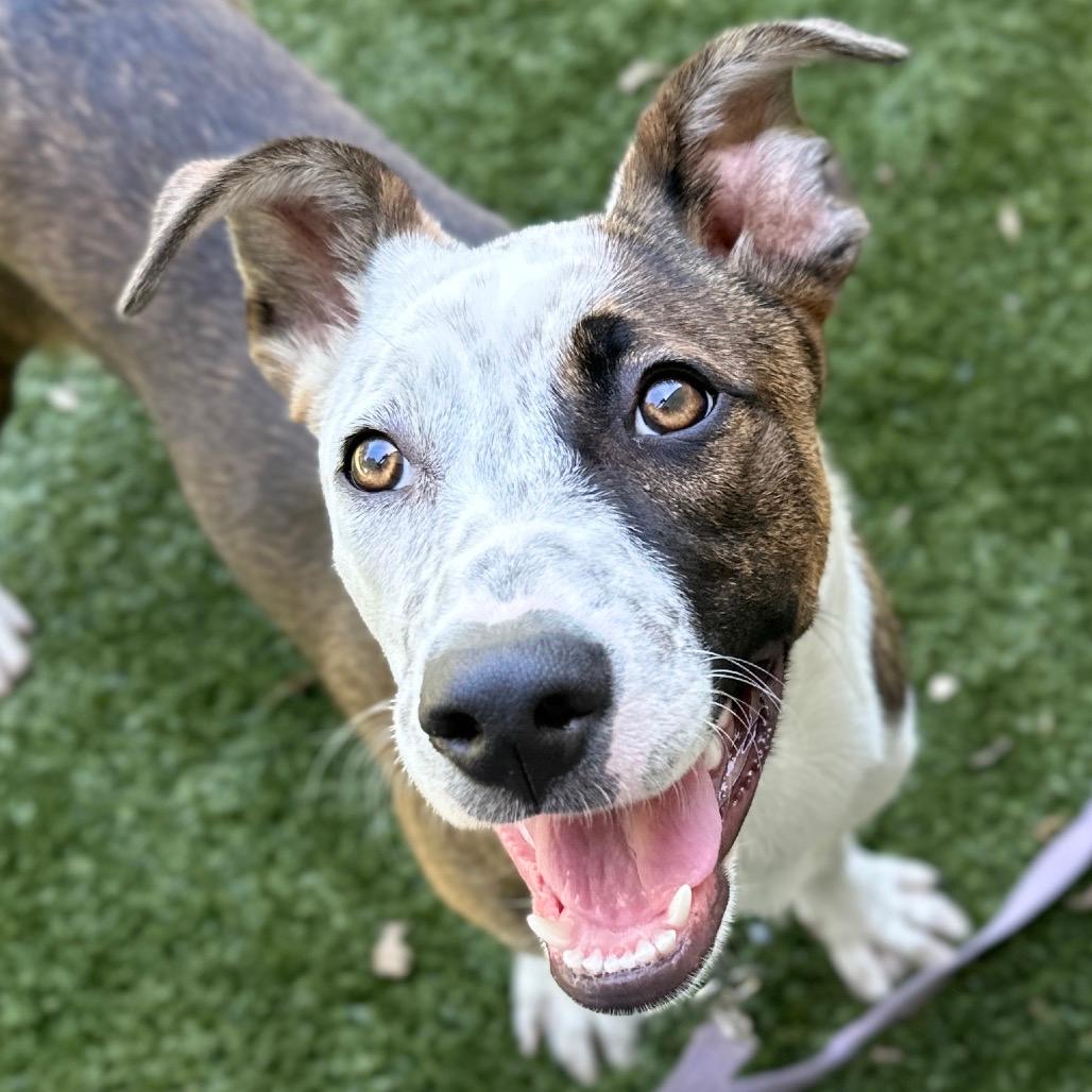 Meggy (puppy) - ECAS
