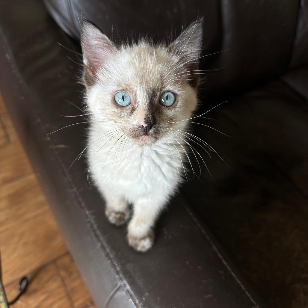 Lyria