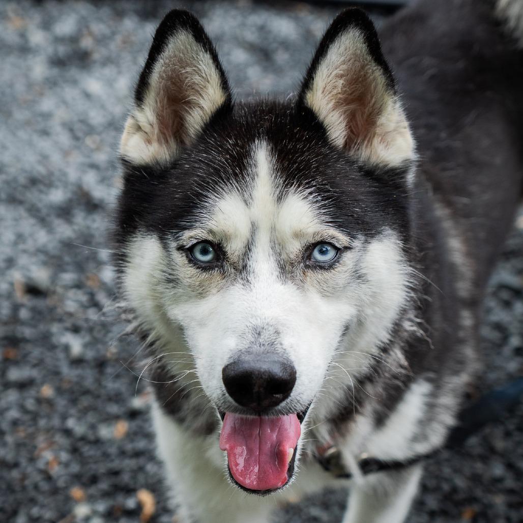 Taz