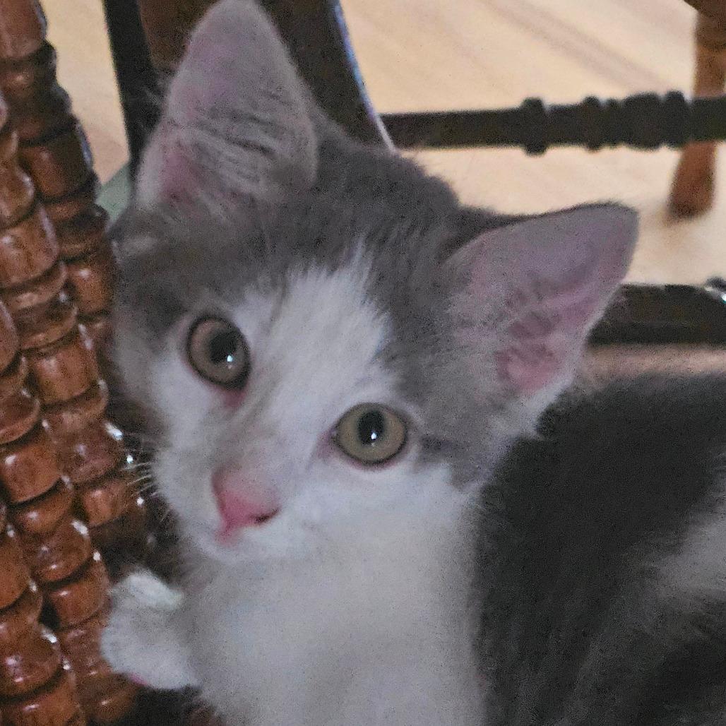 Colin
