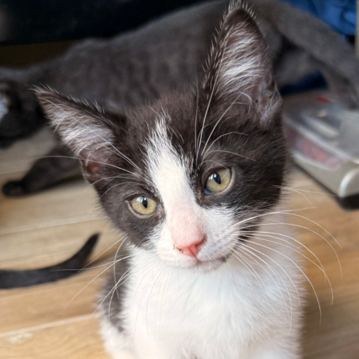 Lyra