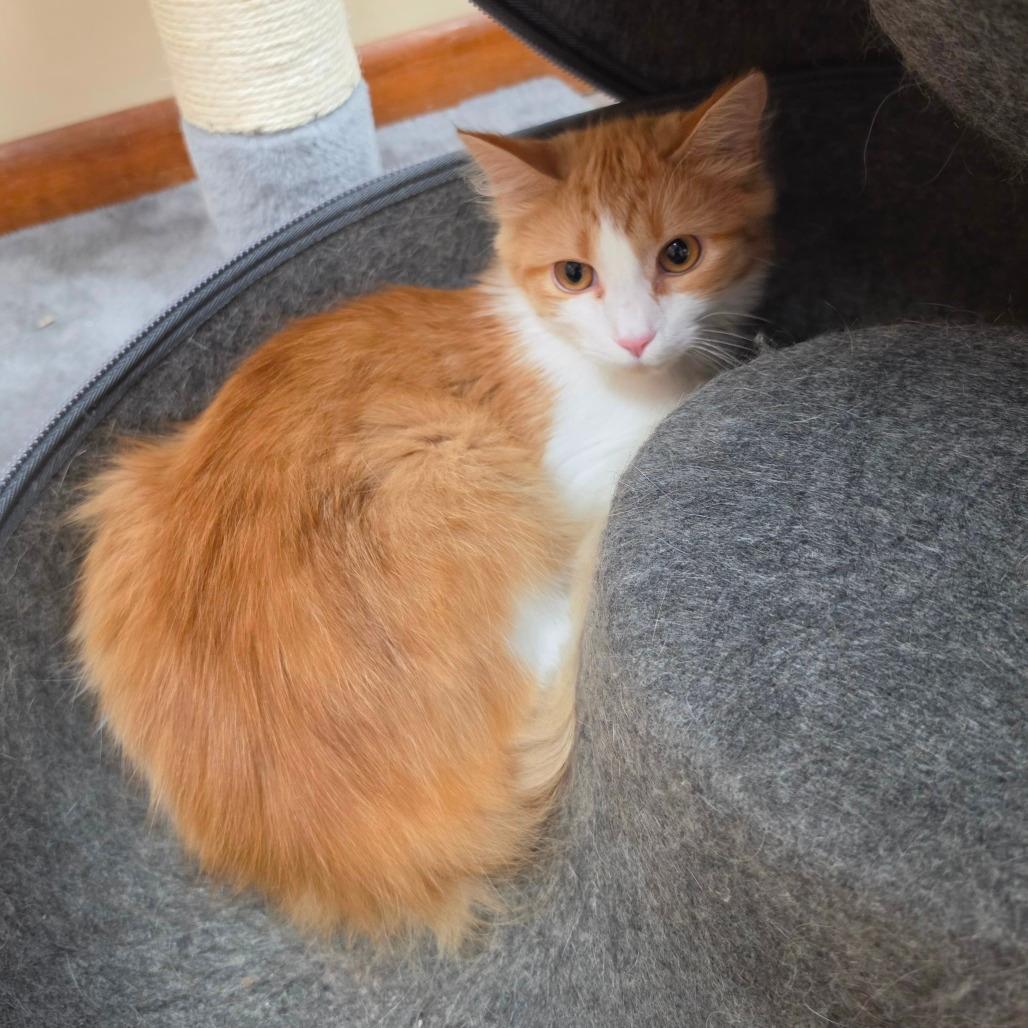 Leo