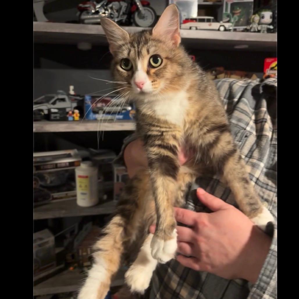 Enya (Meowfoundland)