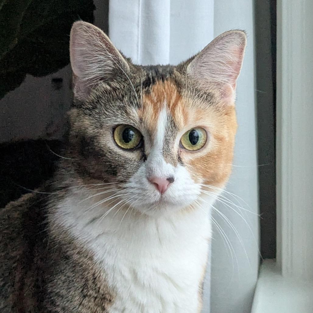 Ginger