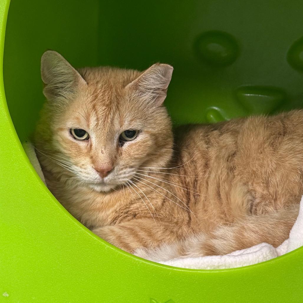 Garfield