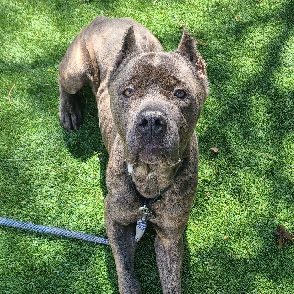 Big Fella