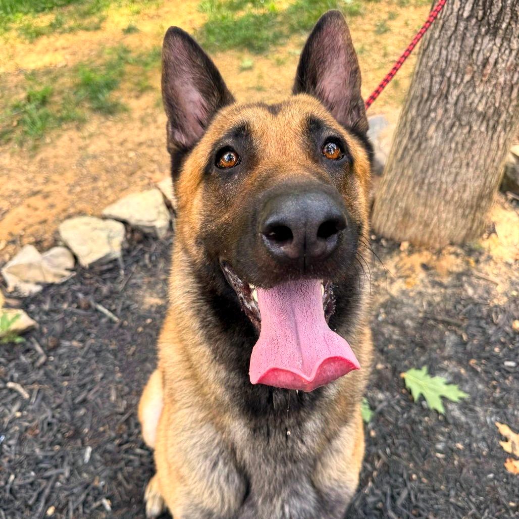 Kaos (Max)