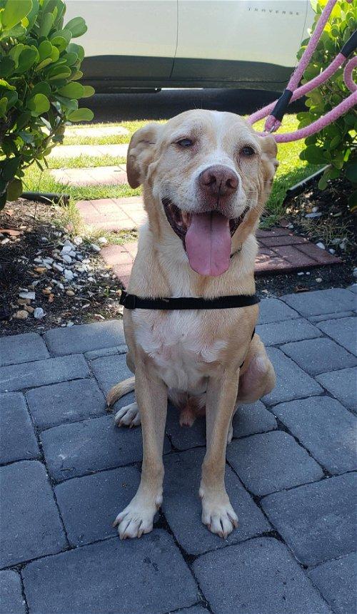 Adoptable Dogs & Puppies in Cape Coral, FL