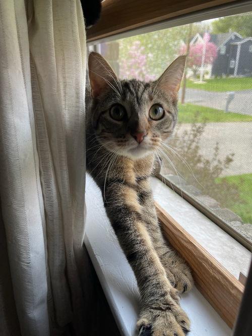 pepper ~ gorgeous kitty!