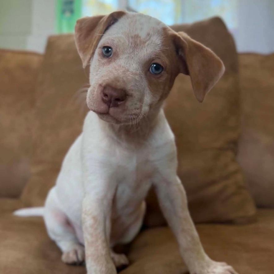 Stella Lola Pup