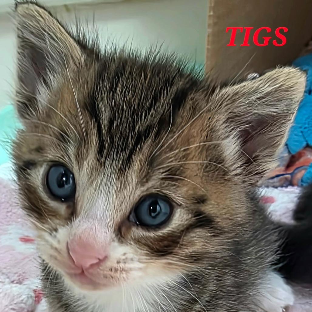 Tigs