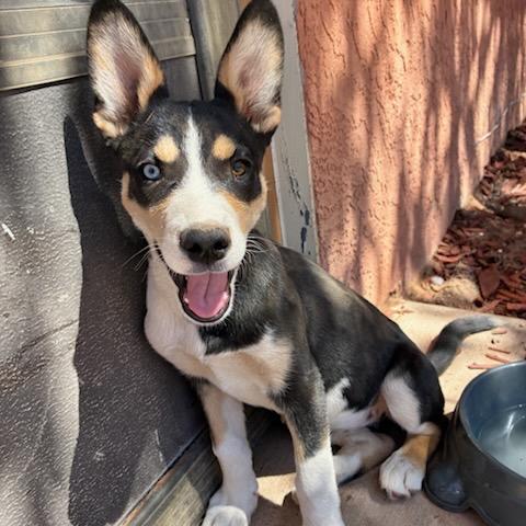 Sadie