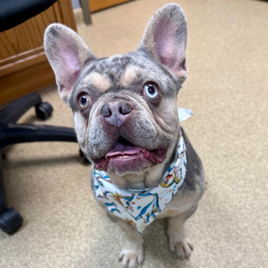 Archie