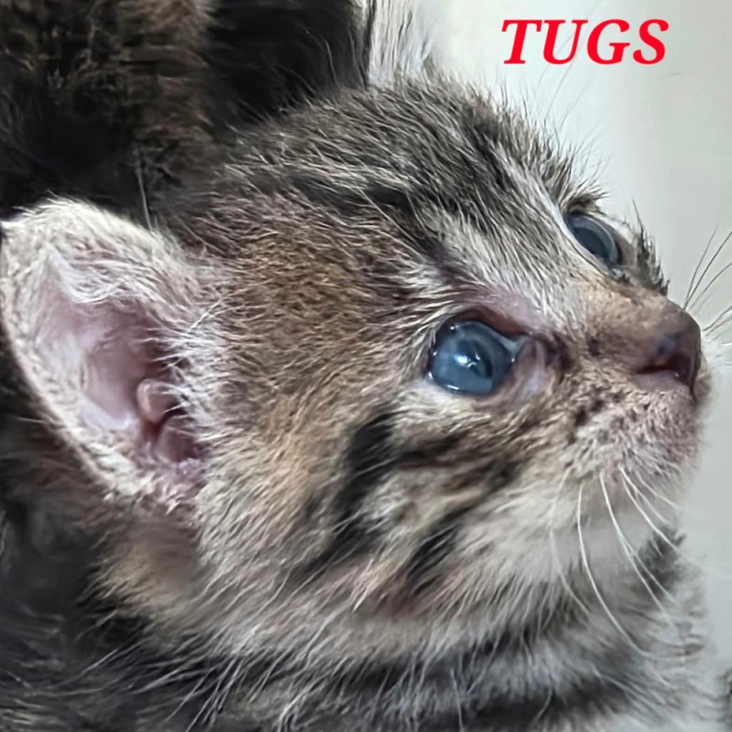Tugs