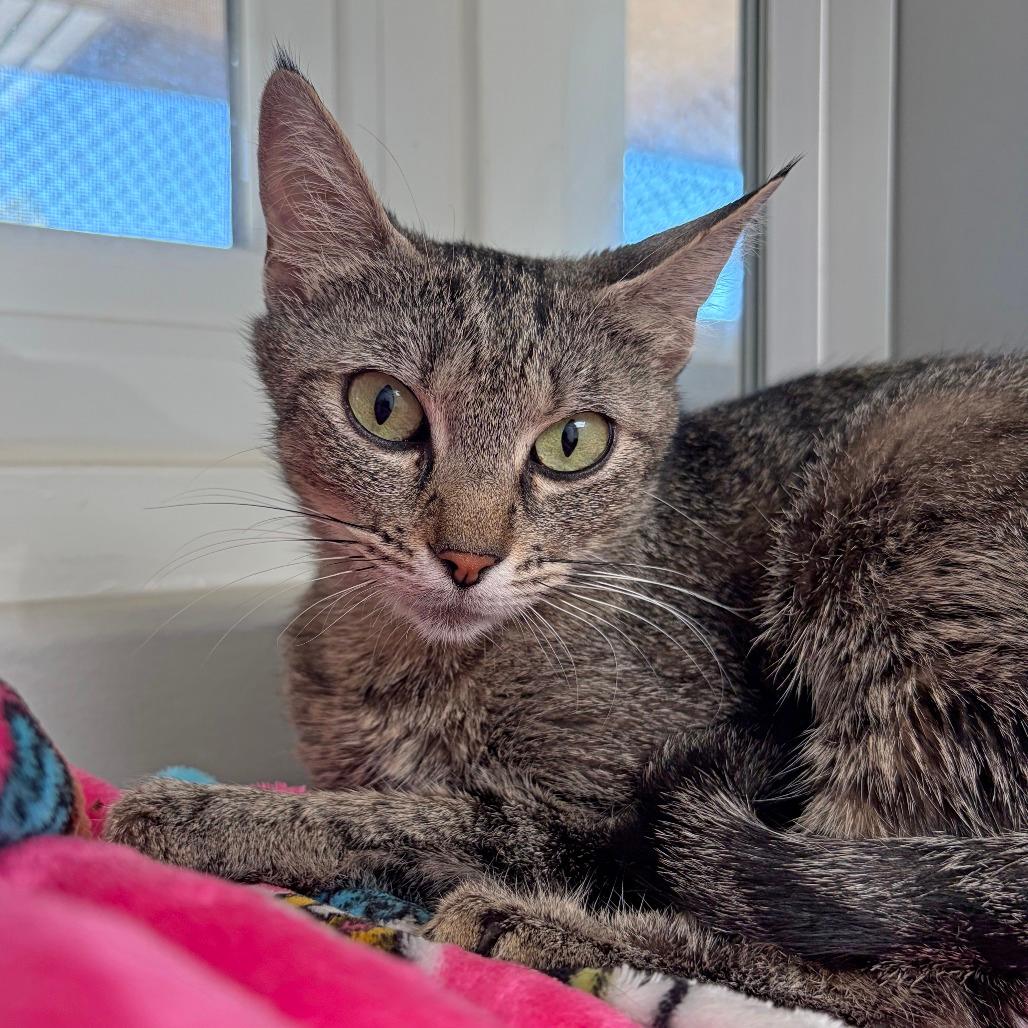 Nelia
