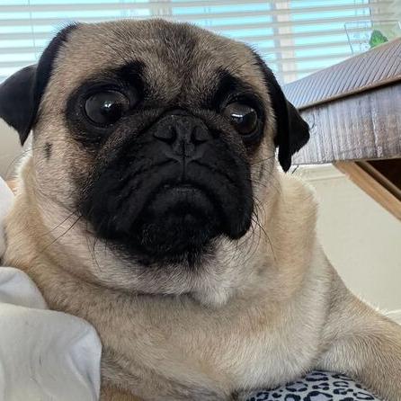 Gia