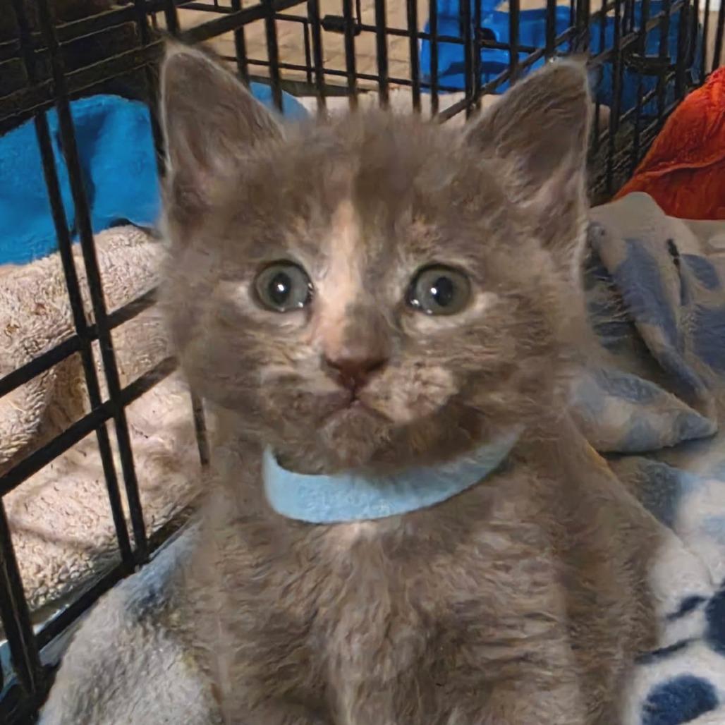 Echo