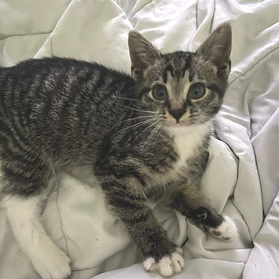 Wiggles