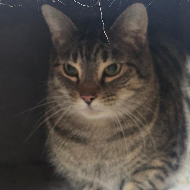 NIKKO Tabby