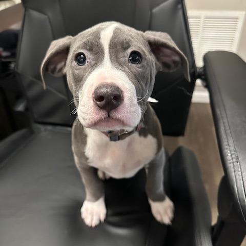 Piper