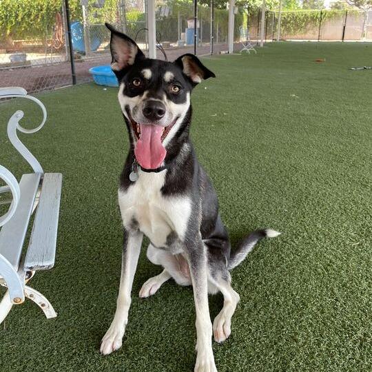 Coco