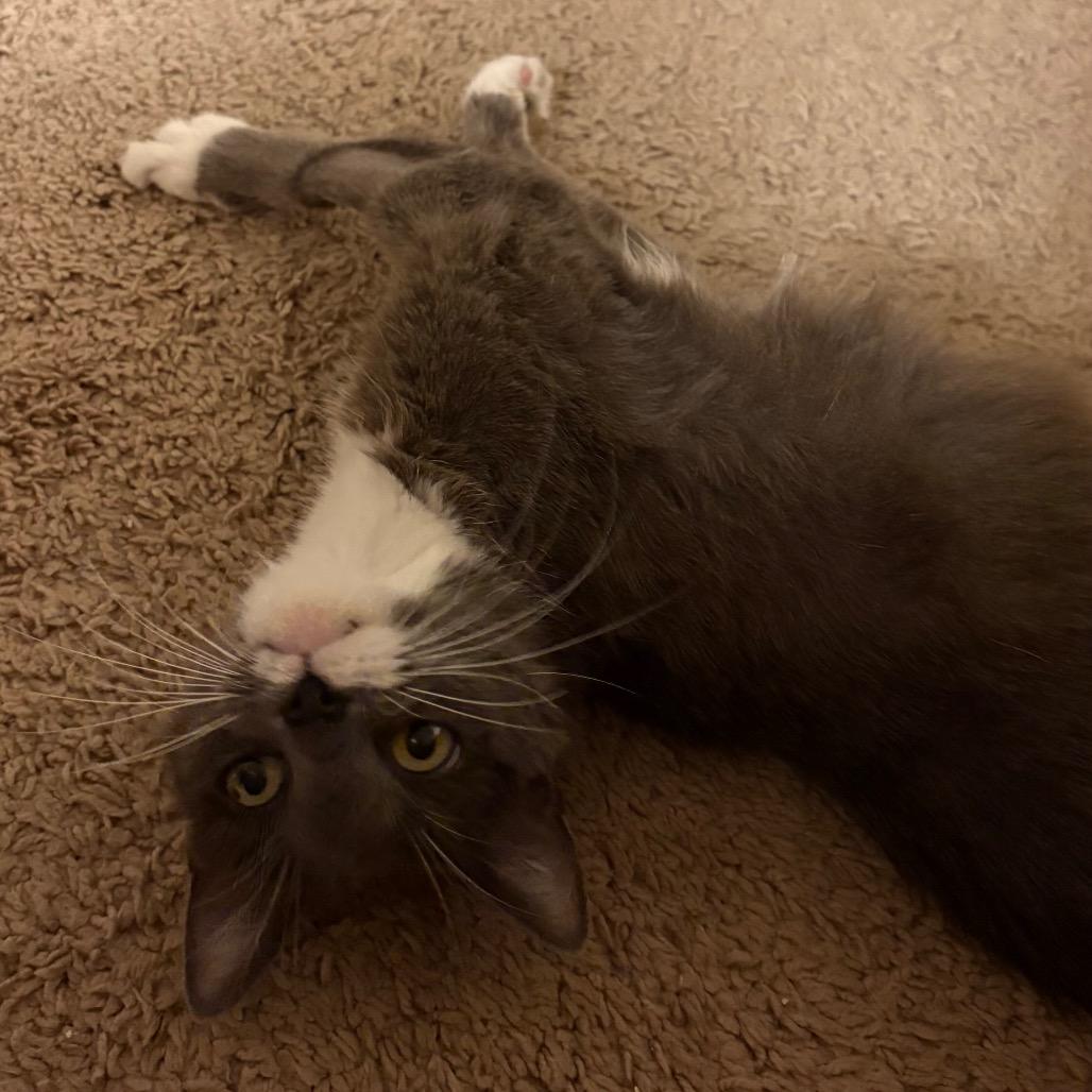 Cica Katze - AC