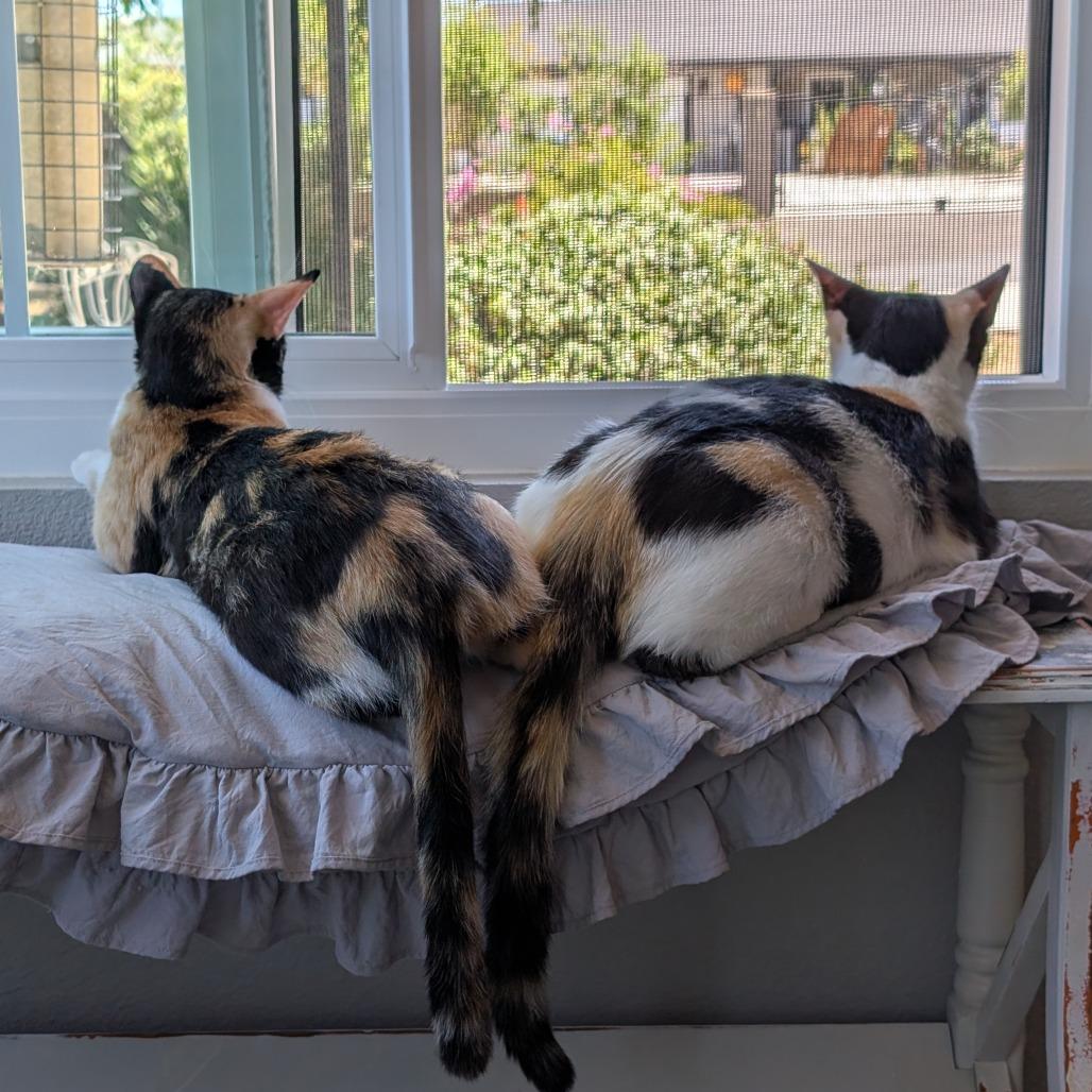 Phoebe & Europa