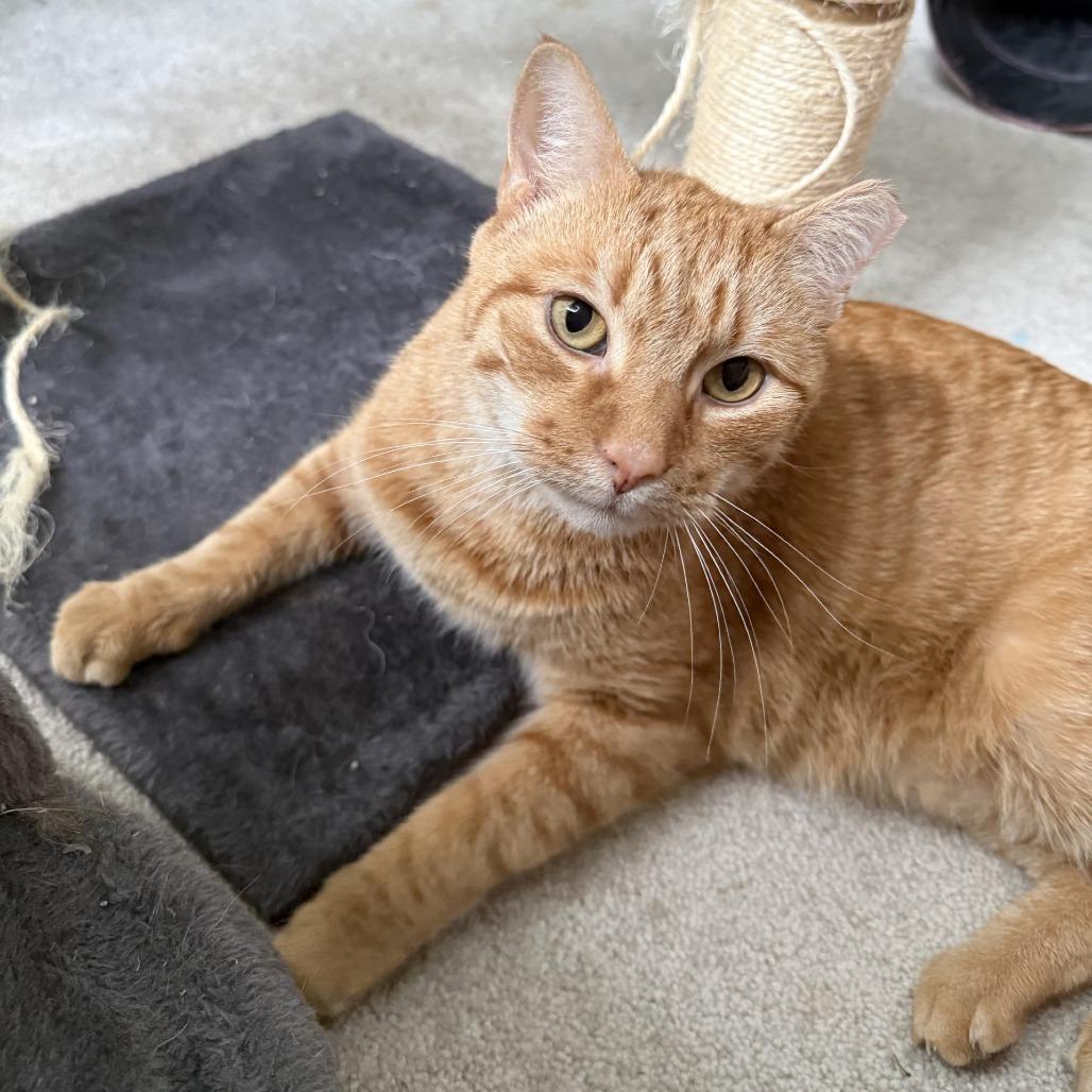 Pippin - IN FOSTER