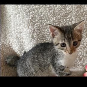Sweet Leilani