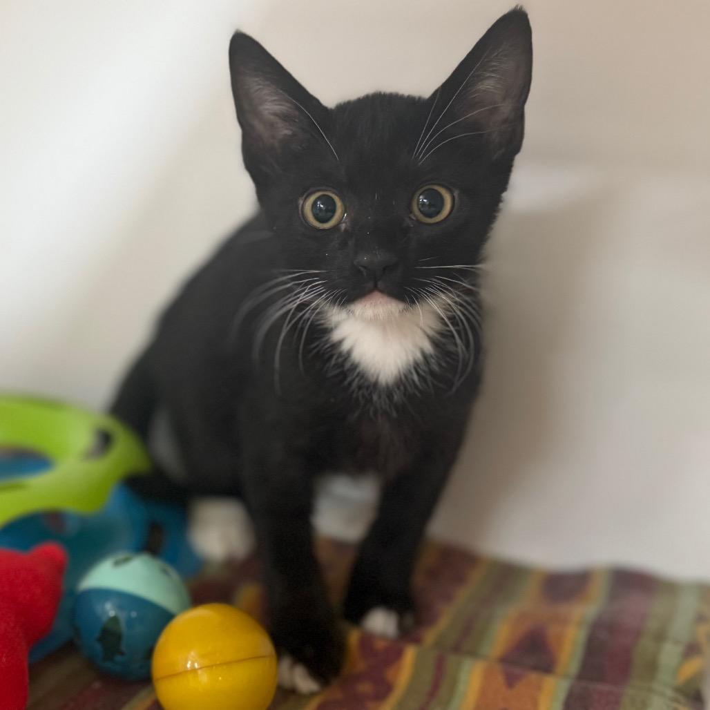 Domino