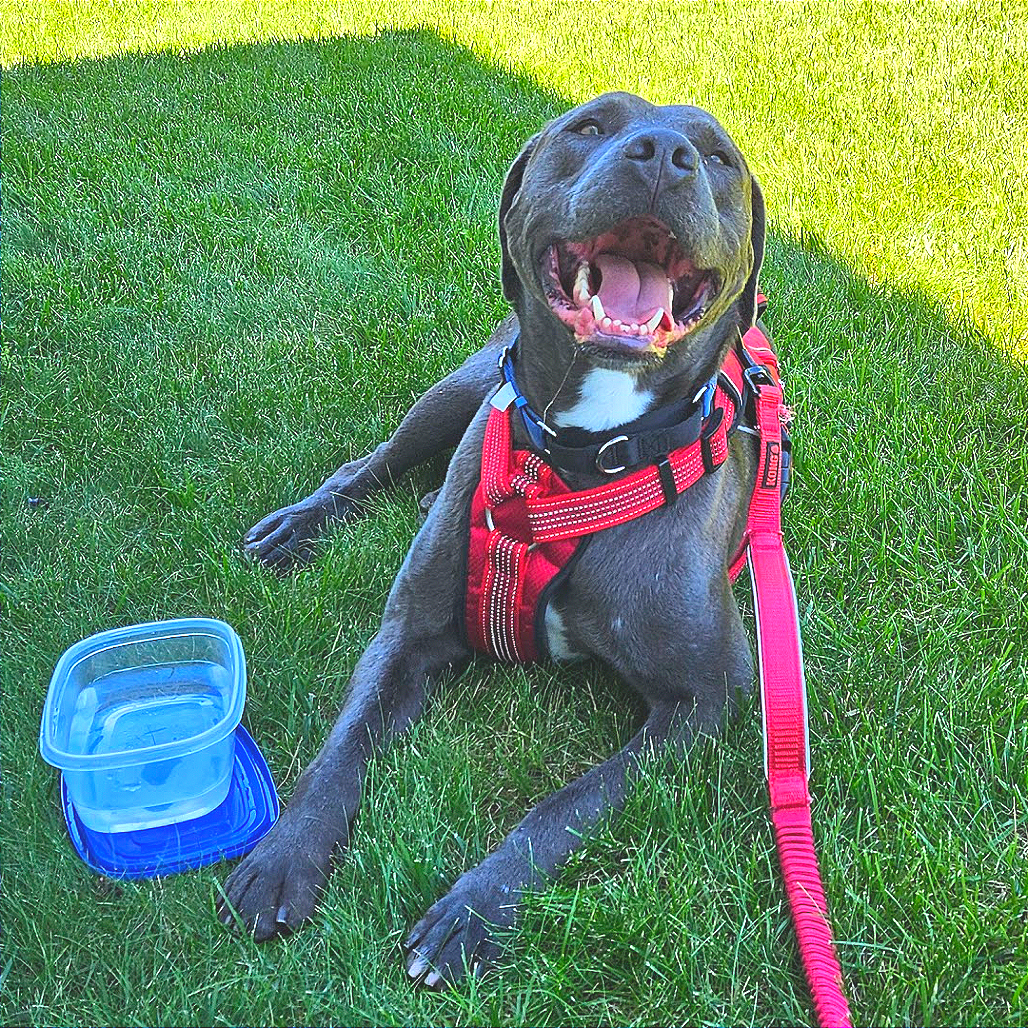 Floyd (Reduced Adoption Fee)