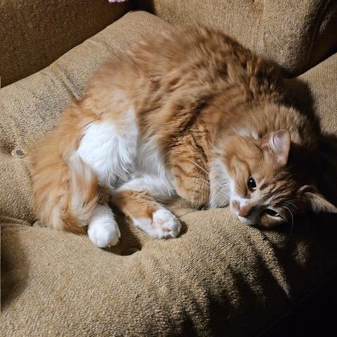 Juno