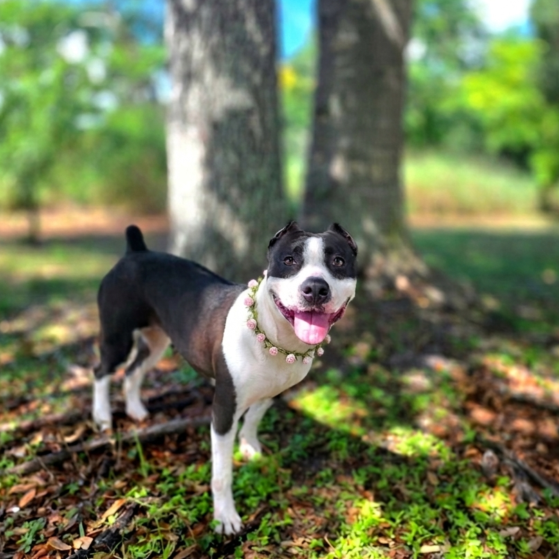 Harley