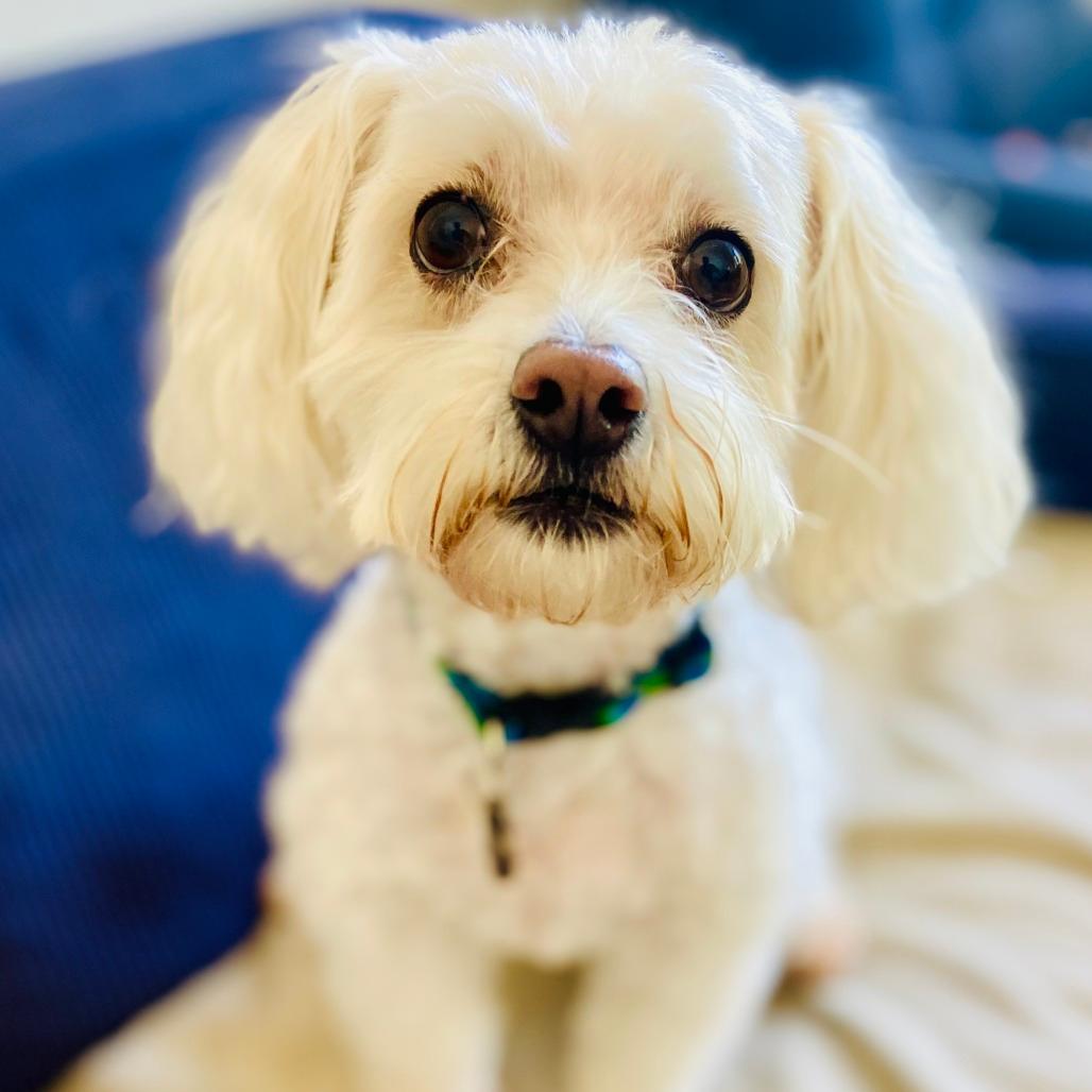 Poppy