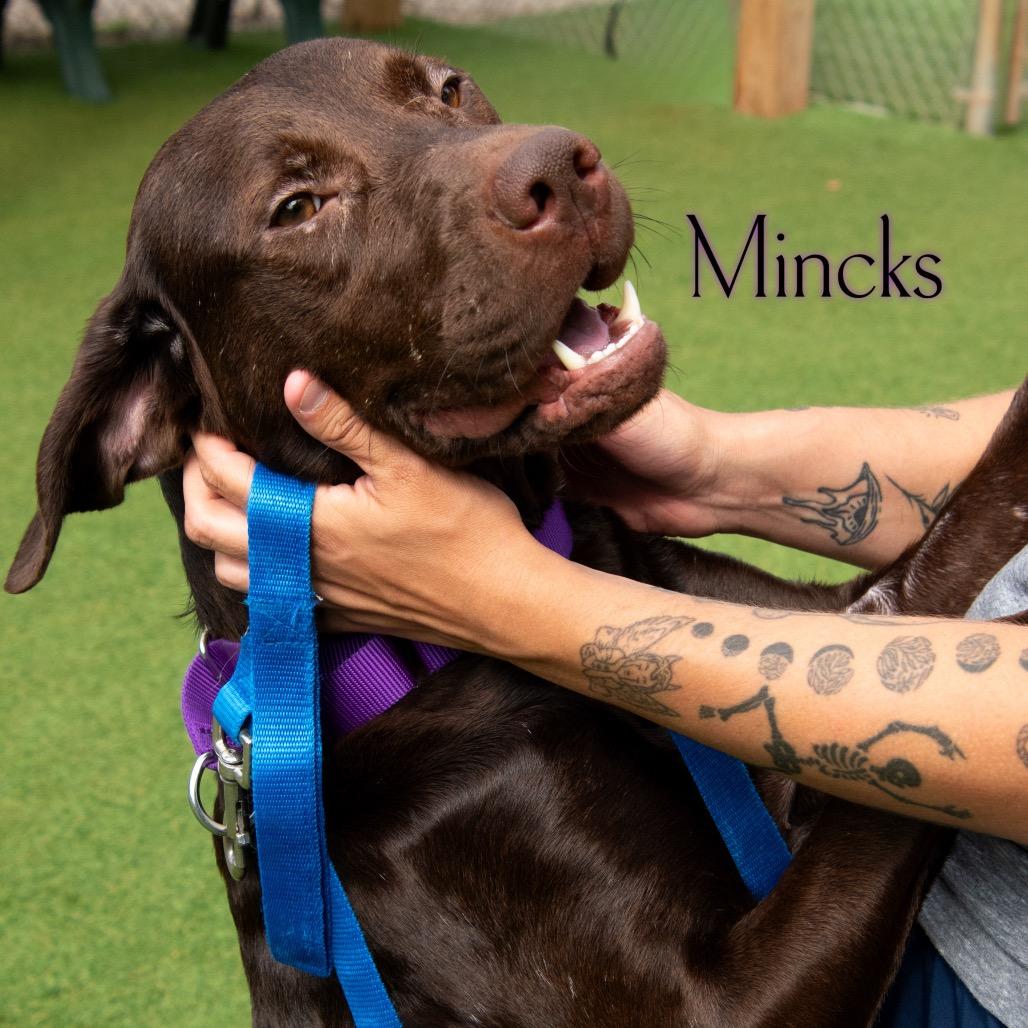 Mincks
